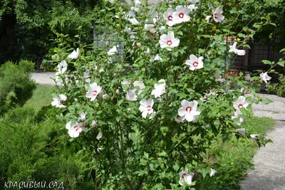 Прекрасная альтернатива розам, без колючек! Цветёт с июня до поздней осени,  множество расцветок и неприхотливый | КРАСИВЫЙ САД НА ЮГЕ | Дзен