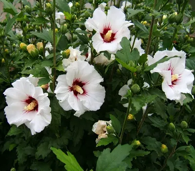 Гибискус: сорта и виды красивейшего цветка с фото | Огородники