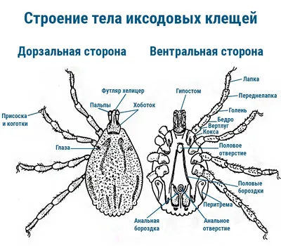 Клещей, которые могут переносить COVID, нашли в Казахстане