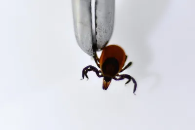 Коричневый собачий клещ (Rhipicephalus sanguineus) - Picture Insect