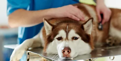 Как лечить собаку от укуса клеща: российский и европейский подходы -  Российская газета