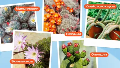 5 видов комнатных растений, которые легче всего выращивать :: myPlants