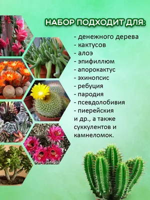 Семена кактус Непоседа, 2 пак Гавриш 58226567 купить в интернет-магазине  Wildberries