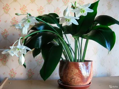 Кливия киноварная - Кливия - Красивоцветущие растения - Комнатные растения  - GreenInfo.ru