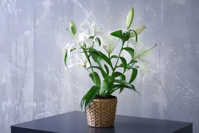 Лилия длинноцветковая (Lilium longiflorum) — описание, выращивание, фото |  на LePlants.ru