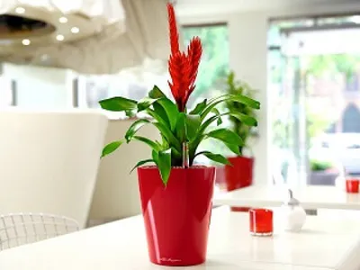 ТОП-5 комнатных растений для офиса - неприхотливый цветок для офиса -  рекомендации от специалистов студии фитодизайна Флорен
