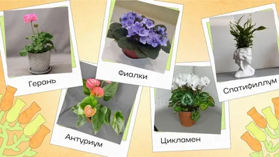 Основные виды лилий и их особенности | Интернет-магазин садовых растений
