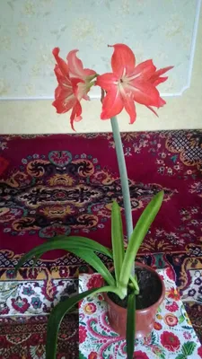 Эухарис — белоснежная комнатная лилия. Уход в домашних условиях. Фото —  Ботаничка