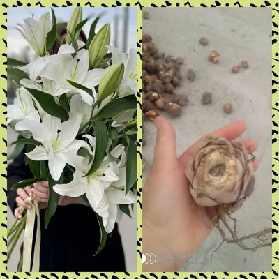 Основы ухода и выращивания комнатных сортов лилий