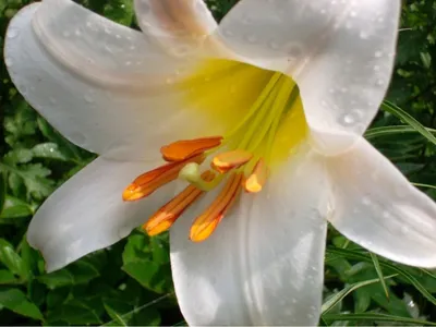 Лилии. Классификация гибридов. Способы хранения посадочного материала |  Интернет-магазин садовых растений