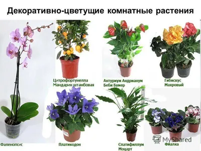Лилия садовая - Liliaceae. Уход за лилиями, выращивание, размножение