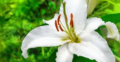 Лилия ланцетолистная (Lilium lancifolium) - PictureThis