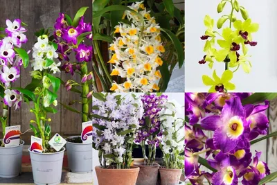 5 популярных сортов орхидей, которые легко приживутся в вашей квартире |  Дача - это маленькая жизнь | Дзен