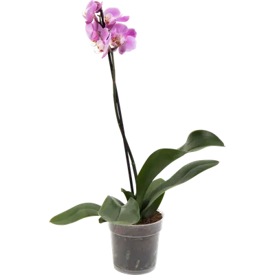 Орхидея Фаленопсис промо ø12 h40 - 55 см по цене 945 ₽/шт. купить в Липецке  в интернет-магазине Леруа Мерлен