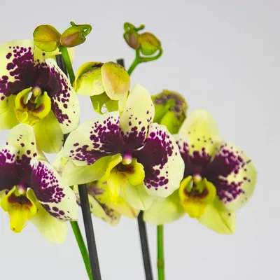 Орхидеи зимой: ухаживаем правильно, чтобы растения цвели – секреты и советы