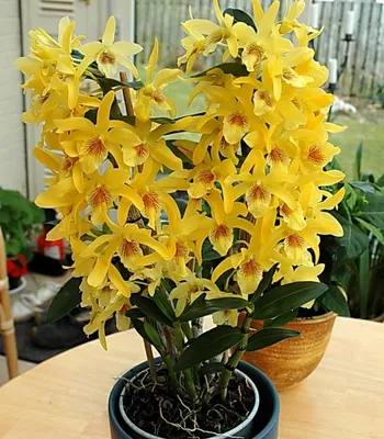 Уход за домашней орхидеей | Любимые цветы