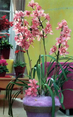 Орхидея дендробиум: описание процесса размножения, ухода, посадки и  выращивания цветка семенами или черенками + фото всех видов и сортов