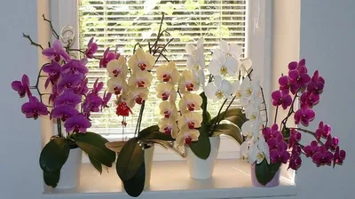 Орхидея из двух веток — Полоцк, Новополоцк