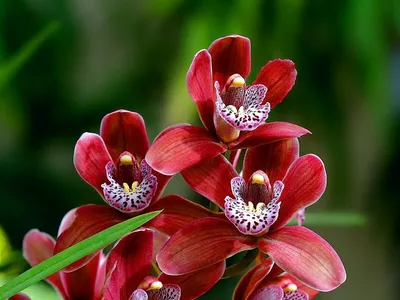 Черная орхидея Black Orchid. Купить Черную орхидею Фаленопсис в Киеве,  Украина - iFlowers