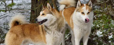 Лайка - характеристика собак и щенков породы - ProPlan.ru