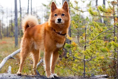 Западно-сибирская лайка: все о собаке, фото, описание породы, характер, цена