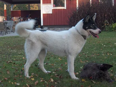 О породах собак. Скандинавские охотничьи лайки. | Пикабу