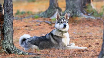 Русско-европейская лайка: все о собаке, фото, описание породы, характер,  цена