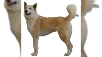 Западносибирская лайка собака: фото, характер, описание породы