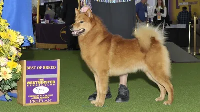 Якутская лайка: все о собаке, фото, описание породы, характер, цена