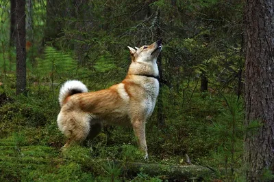 Порода западносибирская лайка - Породы собак обзор на Gomeovet