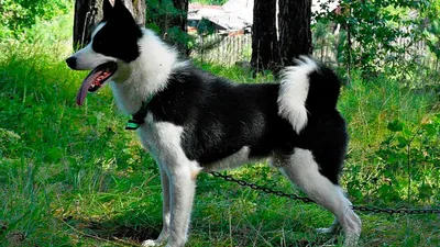О породах собак. Русские охотничьи лайки. | Пикабу