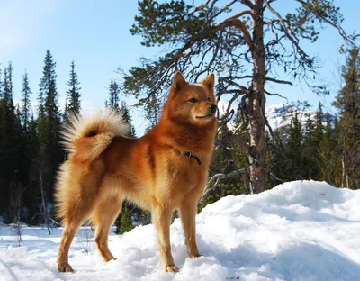 Русско-европейская лайка - описание породы собак: характер, особенности  поведения, размер, отзывы и фото - Питомцы Mail.ru