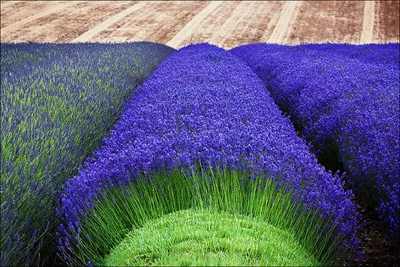 Лаванда узколистная Хидкоте \"Hidcote\"