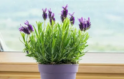 https://www.garshinka.ru/blog/lavanda-posadka-vyraschivanie-ukhod-i-razmnozhenie