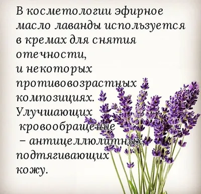 Лаванда узколистная (английская) Lavandula Angustifolia - «Как добиться  пышного цветения лаванды и повторного зацветания в этом же сезоне, что с  ней нужно делать при посадке и весной, и что нельзя делать осенью.