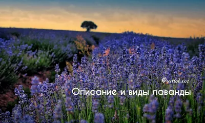 Польза Лаванды 🌸 Род лаванда включает более 47 видов растений. Наибольший  интерес представляют всего два: Лаванда Широк… | Растения, Кулеры для воды,  Ароматерапия