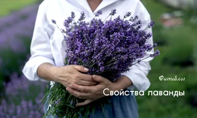 Как посеять лаванду под зиму? - 20.11.2021, Sputnik Беларусь