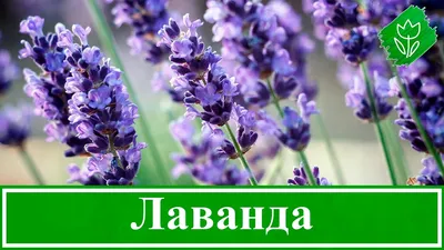 Лаванда: свойства, применение, польза и вред - FitoBlog