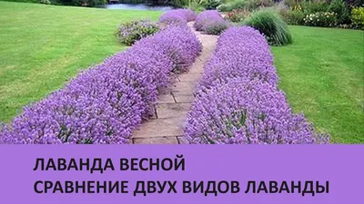 Выращивание лаванды на даче: правила посадки и ухода, фото, видео |  Компания «Большая земля»