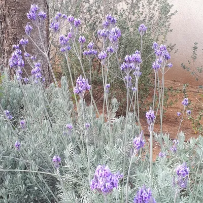 Завод лаванды вида Lavandula с бутонами цветов фиолетового цвета и  интенсивного приятный запах Стоковое Изображение - изображение  насчитывающей травяной, взорвать: 188654553