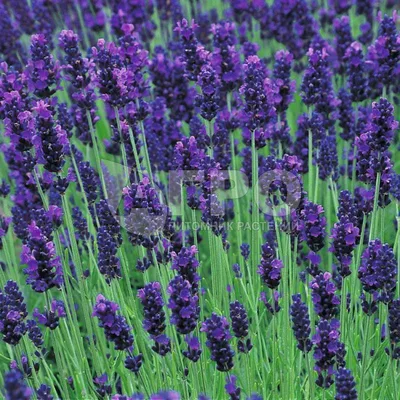 Bildergebnis für все виды лаванды | Lavender tattoo, Flower drawing, Tattoo  drawings