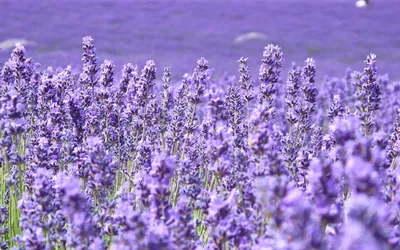 Лаванда — посадка, уход, фото, сорта, выращивание и свойства лаванды
