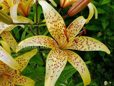 Лилия (Lilium) купить в интернет магазине blumgarden.ru