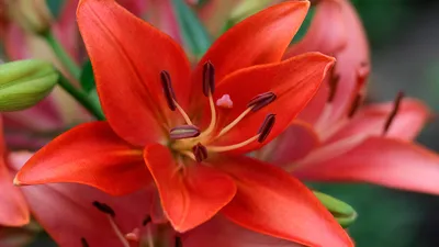 Лилия азиатская: фото, сорта, описание, выращивание, посадка, уход в  открытом грунте, где купить
