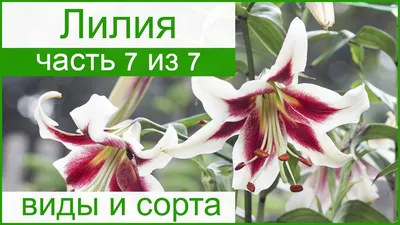 🌺 Виды и сорта лилий садовых – описание - YouTube