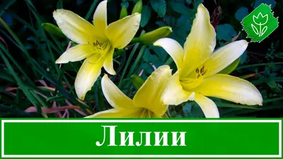 Выращивание лилий – посадка и уход в саду - YouTube
