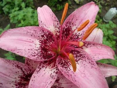 Лилия садовая - Liliaceae. Уход за лилиями, выращивание, размножение