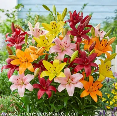 Лилия - mix - Lilium – Garden Seeds Market | Бесплатная доставка