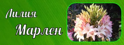 Различные классификации садовых лилий — от ботанической, до флористической.  Описание, фото — Ботаничка
