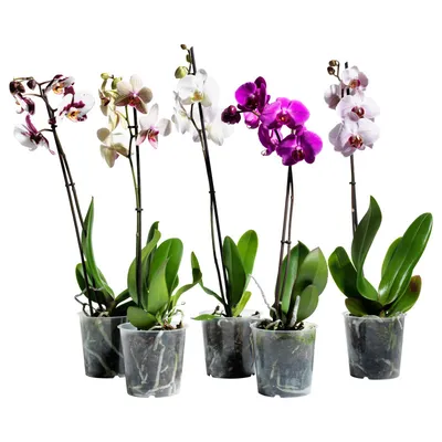 Виды орхидей фаленопсис фото